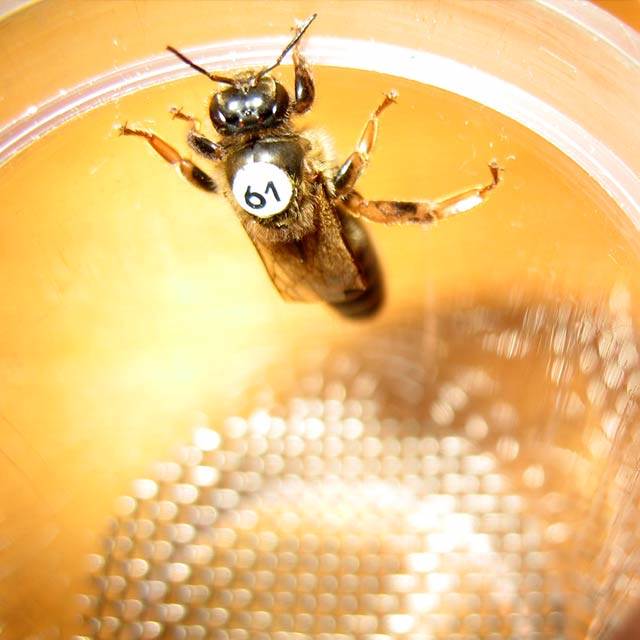  VSH Carniolan Spartan AI Breeder Queen