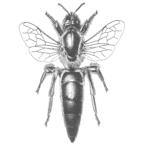 Contact VP Queen Bees