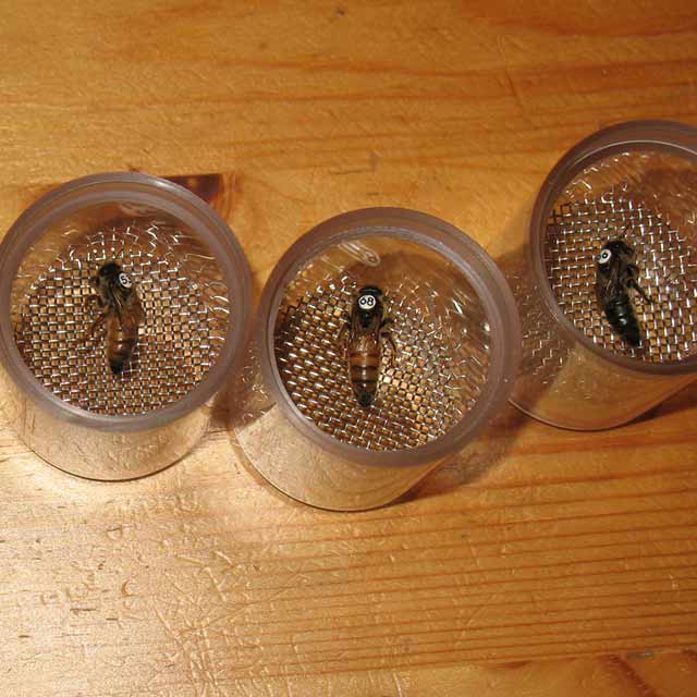 AI Breeder Queen CO2 Treatment